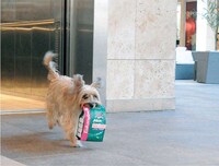 Shopping Dogs to Sell Pet Food