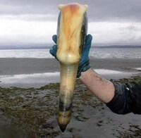 Penis Shaped Animals Image 2