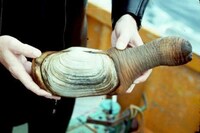 Penis Shaped Animals Image 3