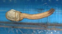 Penis Shaped Animals Image 4