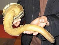 Penis Shaped Animals Image 5