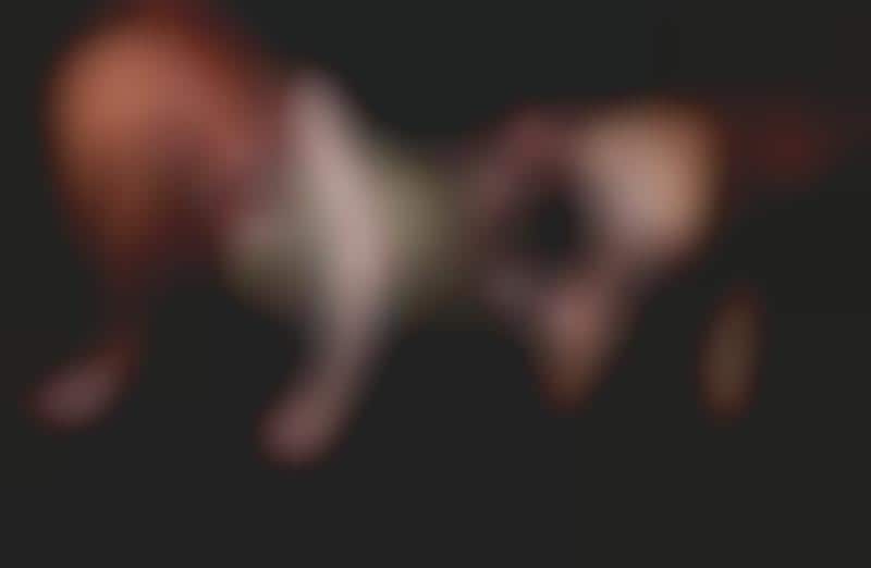 Sensual Animalistic Editorials