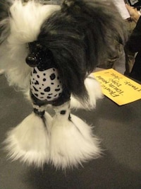 Skeleton Groomed Dogs Image 3