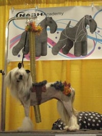 Skeleton Groomed Dogs Image 6
