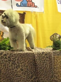 Skeleton Groomed Dogs Image 7