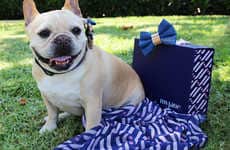 Pet-Friendly CBD Boxes