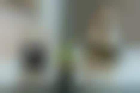 Dog-Centric Whisky Campaigns