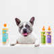 Fragrance-Focused Pet Shampoos Image 1