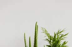 Online Houseplant Shops