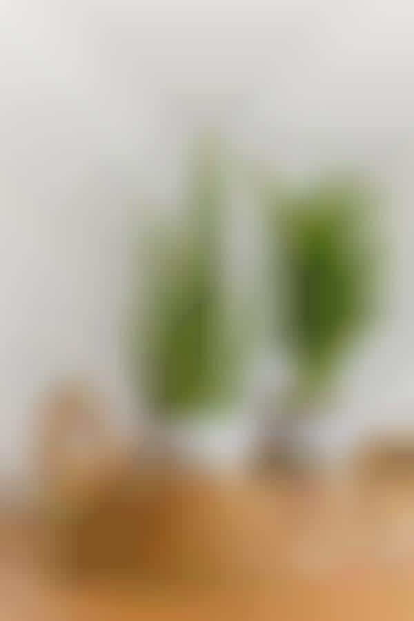 Online Houseplant Shops