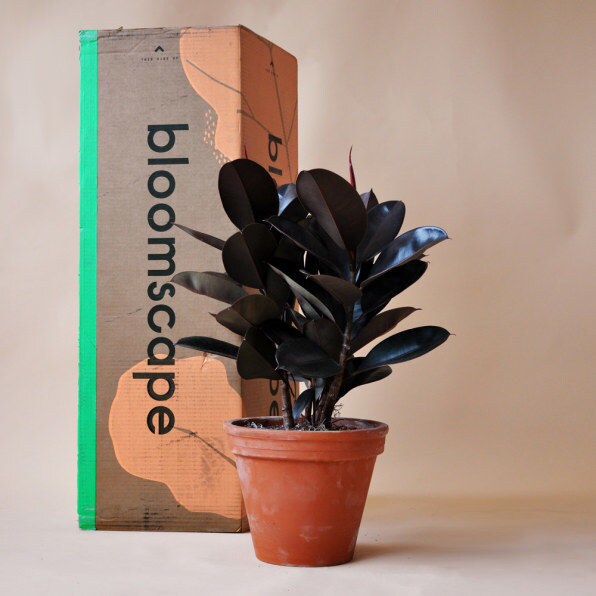 10 Online Plant Shops