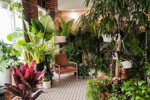 Modern Houseplant Deliveries