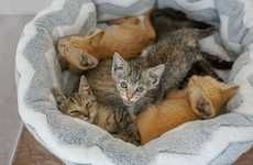Kitten-Filled Guesthouses