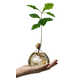 Sculptural Tree-Growing Vases Image 3