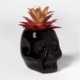 Spooky Skull Succulents Image 1