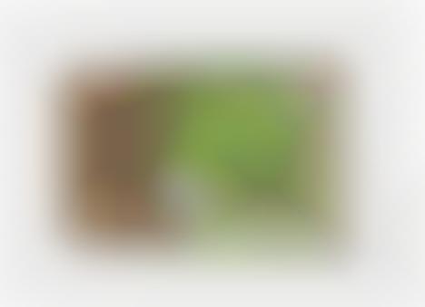 Chewy Kombucha Candies