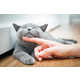 Life-Changing Cat Allergy Vaccines Image 1