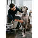 All-in-One Dog Grooming Systems Image 1