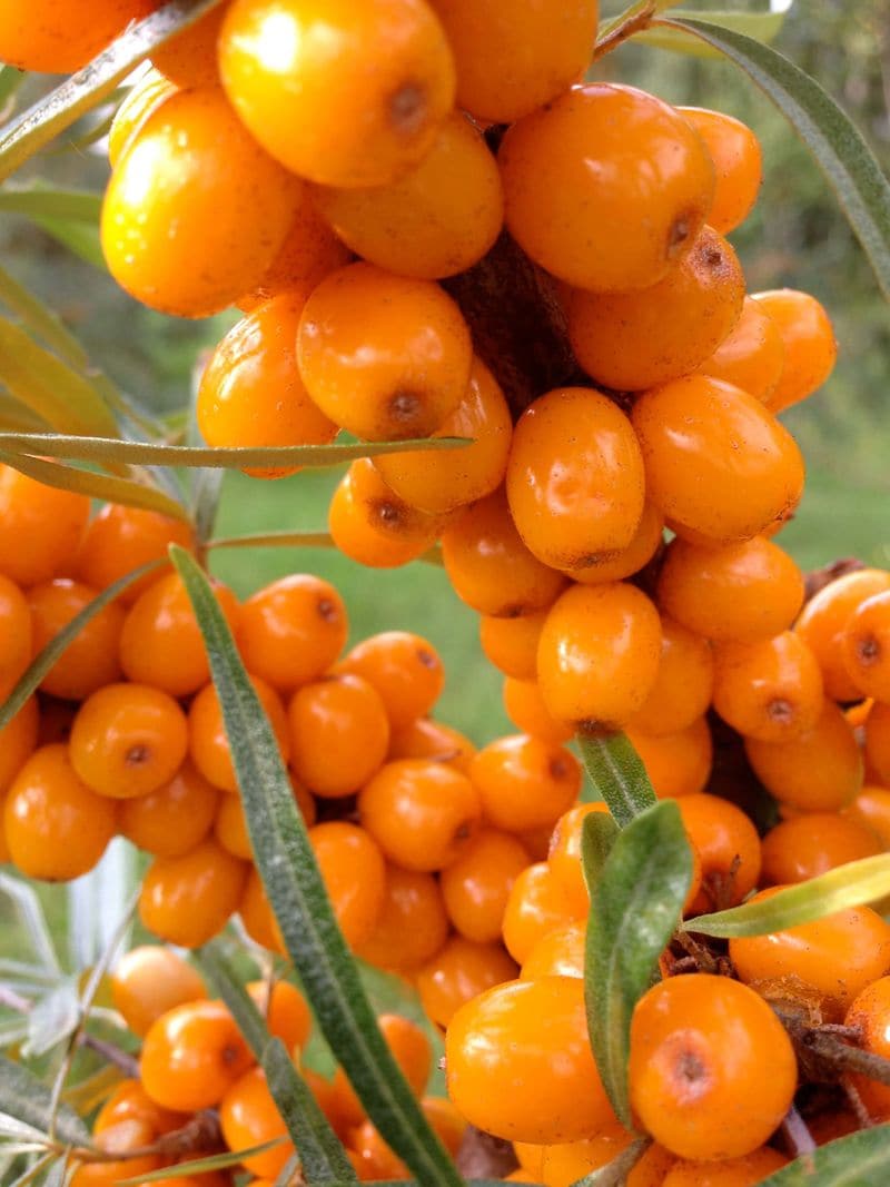 Ingredient-Centric Product Ranges