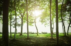 Toronto-Based Tree Planting Strategies