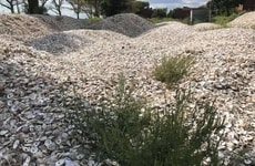 Oyster Reef-Restoring Initiatives