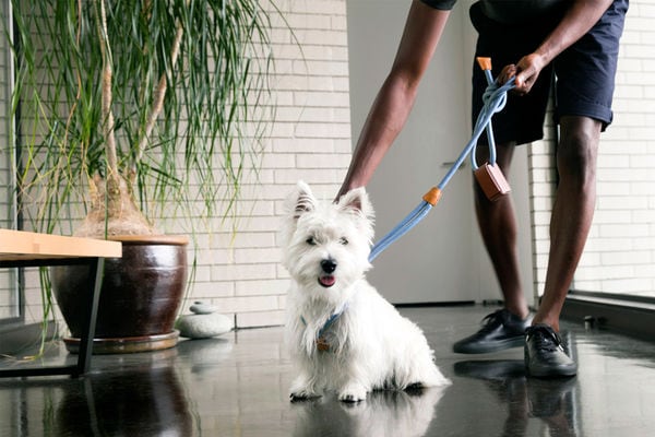 Top 30 Pet Innovations in December