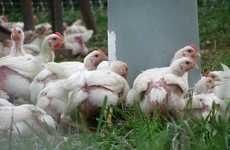 Pasture-Raised Poultry Farms