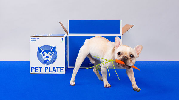 70 Gifts for Canines