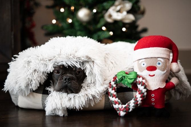 Sustainable Dog Toy Activations