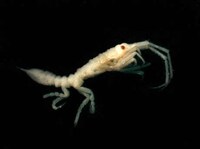 Alien Water Animals- New Life Found In Antarctica Image 2