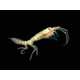 Alien Water Animals- New Life Found In Antarctica Image 2