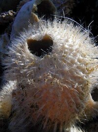 Alien Water Animals- New Life Found In Antarctica Image 3
