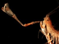 Alien Water Animals- New Life Found In Antarctica Image 4