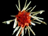 Alien Water Animals- New Life Found In Antarctica Image 5