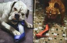 Canine Fashion Editorials