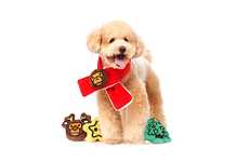 Holiday Pet Collections