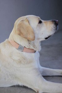 Handcrafted Modern Dog Collars Image 8
