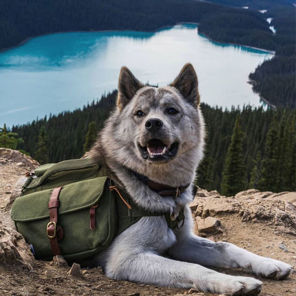 wolf republic dog backpack