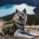 Canine Hiking Backpacks Image 3