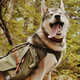 Canine Hiking Backpacks Image 5