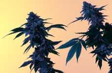 Resolution-Focused Cannabis Ads