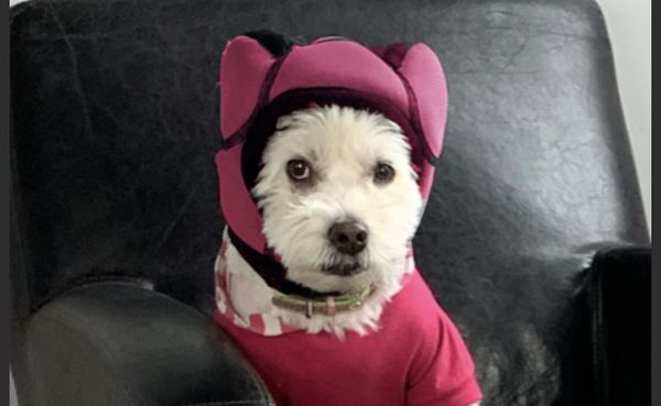 soundproof headphones for dogs