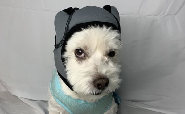 noise cancelling headphones dogs