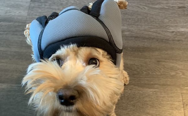 soundproof headphones for dogs