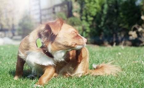 Canine Behavior-Monitoring Wearables