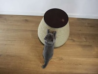 Cat-Friendly Rope Stools Image 5