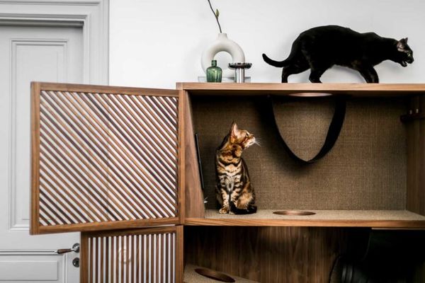 Cat-Friendly Wooden Cabinets