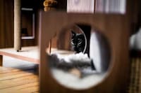 Cat-Friendly Wooden Cabinets Image 2