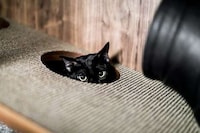 Cat-Friendly Wooden Cabinets Image 3