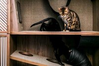 Cat-Friendly Wooden Cabinets Image 4